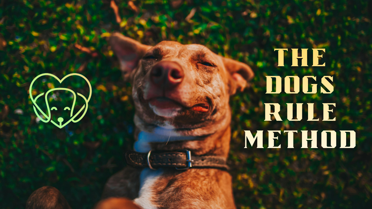calm happy dog relaxing in the grass face up