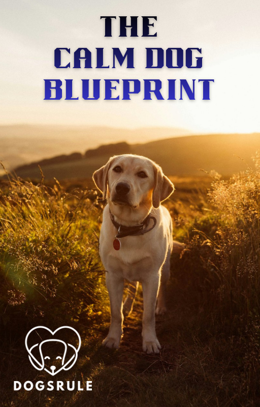 Dog standing on a hill with 'The Calm Dog Blueprint' text and DOGSRULE logo.